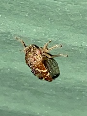 Cyrtolobus fenestratus