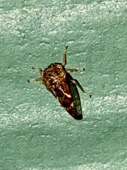 Cyrtolobus fenestratus