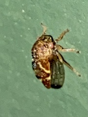 Cyrtolobus fenestratus
