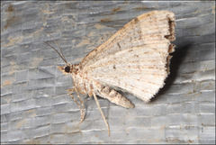 Chrysolarentia
