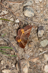 Metarranthis obfirmaria