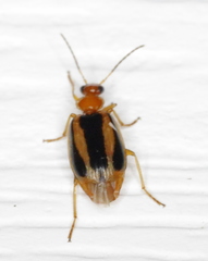 Lebia solea
