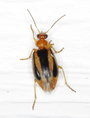 Lebia solea