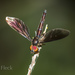 Dusky Hover Fly - Photo (c) Felix Fleck, some rights reserved (CC BY-NC), uploaded by Felix Fleck