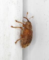 Lignyodes bischoffi