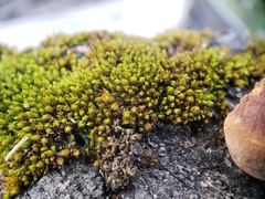 Nyholmiella obtusifolia