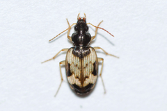 Tetragonoderus fasciatus