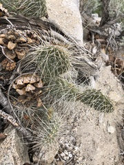 Opuntia polyacantha erinacea