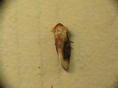 Chrysoecia scira