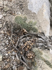 Opuntia polyacantha erinacea