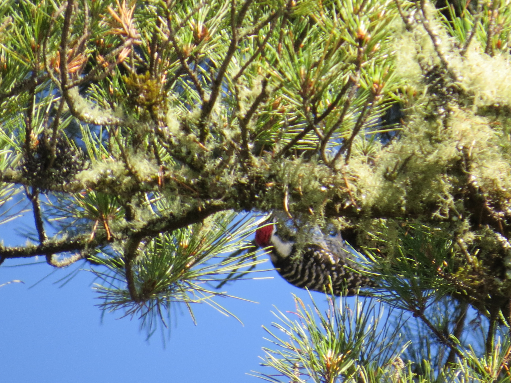 Nuttall's Woodpecker (Dryobates nuttallii)