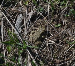 Bufotes viridis