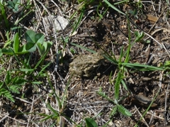 Bufotes viridis
