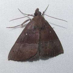 Hypena tithonalis