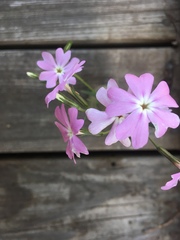 Phlox speciosa