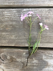 Phlox speciosa