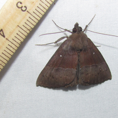 Hypena tithonalis