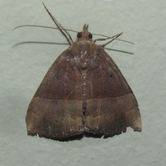 Hypena tithonalis