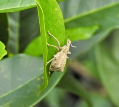 Leptopius nodicollis