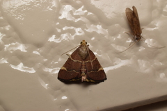 Stemmatophora valida