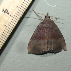 Hypena tithonalis