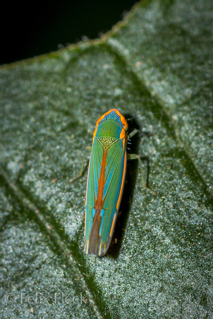 Coronigoniella partita