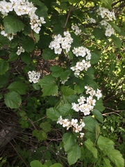 Crataegus scabrida