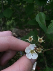 Crataegus scabrida