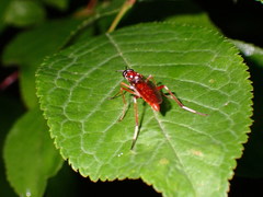 Xylomya pallidifemur