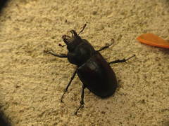 Lucanus mazama