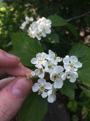 Crataegus scabrida