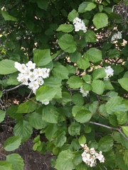 Crataegus scabrida