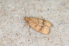 Psilocorsis cryptolechiella
