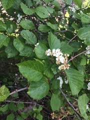 Crataegus scabrida