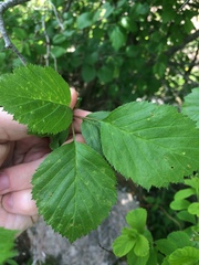 Crataegus scabrida