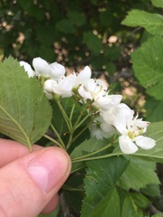 Crataegus scabrida