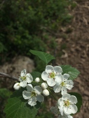Crataegus scabrida