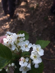 Crataegus scabrida