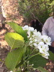Crataegus scabrida