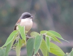 Lanius collurioides