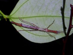 Planososibia esacus