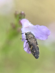 Acmaeodera tubulus