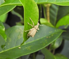 Leptopius nodicollis