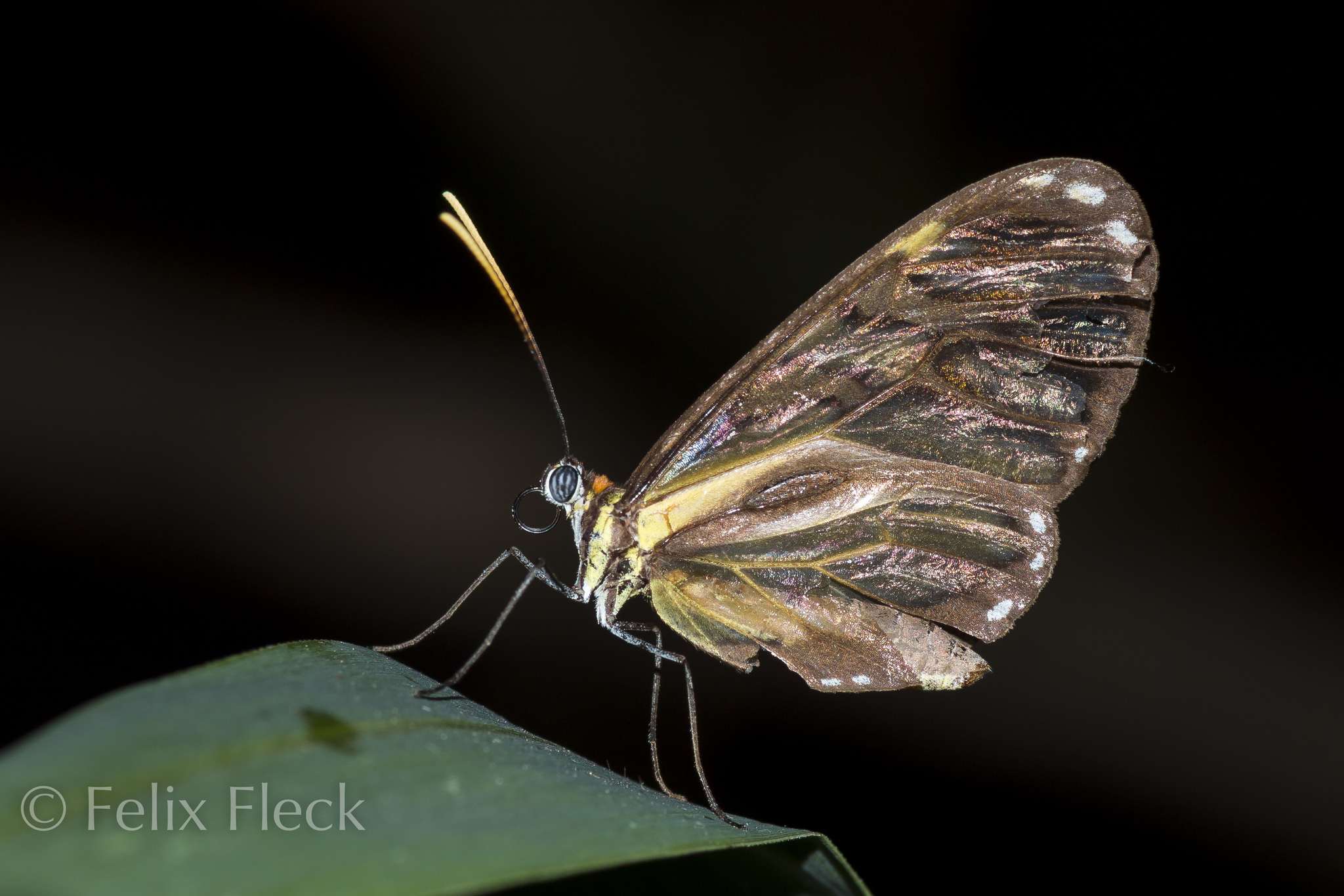 Ithomia image
