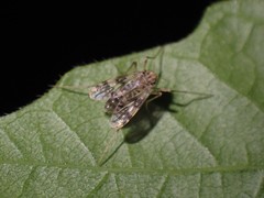 Psectrotanypus dyari