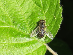 Anasimyia anausis