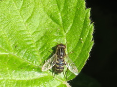 Anasimyia anausis
