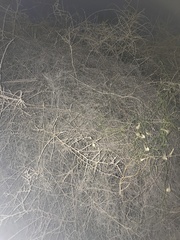 Funastrum heterophyllum