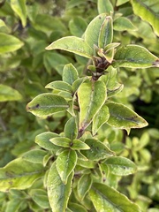 Coprosma tenuifolia