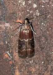 Euzophera ostricolorella